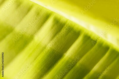 Papier peint  detail of a young leaf of Strelitzia, shallow depth of fields, natural colors, 