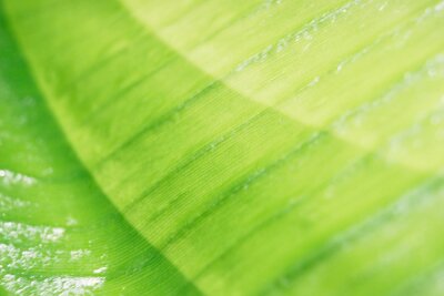 Papier peint  detail of a young leaf of Strelitzia, shallow depth of fields, natural colors, 
