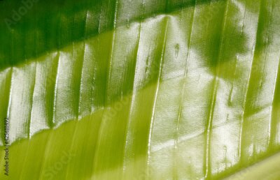 Papier peint  detail of a young leaf of Strelitzia, shallow depth of fields, natural colors, 