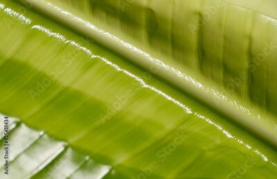 Papier peint  detail of a young leaf of Strelitzia, shallow depth of fields, natural colors, 