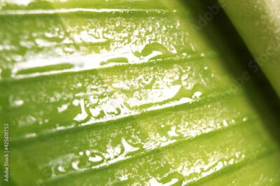 Papier peint  detail of a young leaf of Strelitzia, shallow depth of fields, natural colors, 