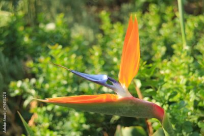 Papier peint  Detail of Blooming Bird of Paradise Flower or Strelitzia Reginae