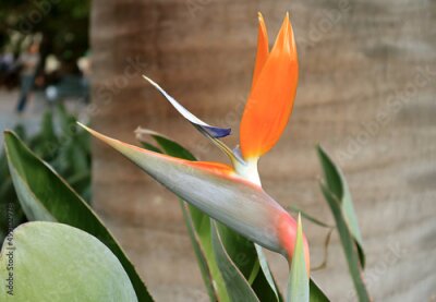 Papier peint  Detail of Blossoming Bird of Paradise Flower or Strelitzia Reginae