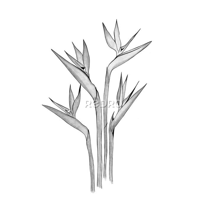 Papier peint  detailed sketch of exotic flower strelitzia. Hand-drawn. design greeting card and invitation of the wedding, birthday, Valentine's Day, mother's day and other holiday