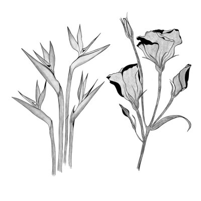 Papier peint  detailed sketch of exotic strelitzia flower and eustoma flower. Hand-drawn. design greeting card and invitation of the wedding, birthday, Valentine's Day, mother's day and other holiday