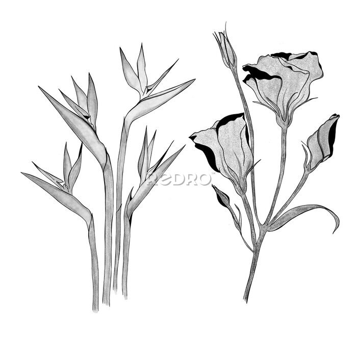Papier peint  detailed sketch of exotic strelitzia flower and eustoma flower. Hand-drawn. design greeting card and invitation of the wedding, birthday, Valentine's Day, mother's day and other holiday