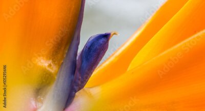 Papier peint  Détails de flor Strelitzia.