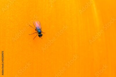 Papier peint  Détails de flor Strelitzia.