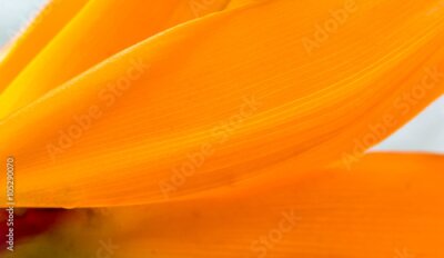 Papier peint  Détails de flor Strelitzia.