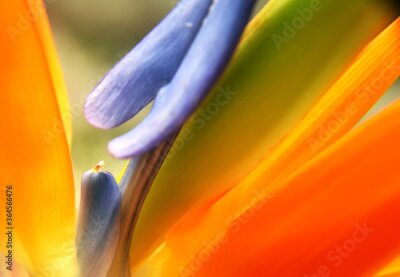 Papier peint  detalle de flor ave del paraiso, colores, close up flor, ave del paraiso, Strelitzia reginae , Butchart Gardens Victoria Canada
