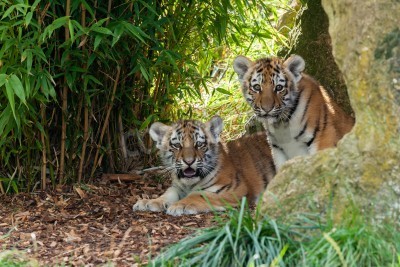 Papier peint  Deux bébés tigres dans la grotte