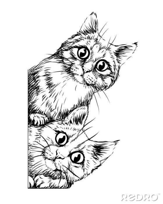Papier peint  Deux chats jetant un coup d'oeil au-dessus du bord