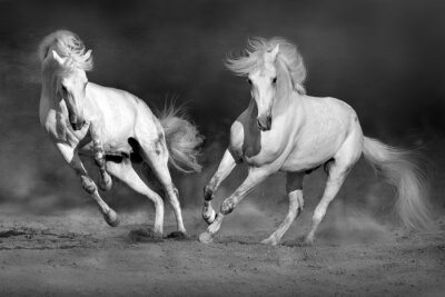 Papier peint  Deux chevaux au galop
