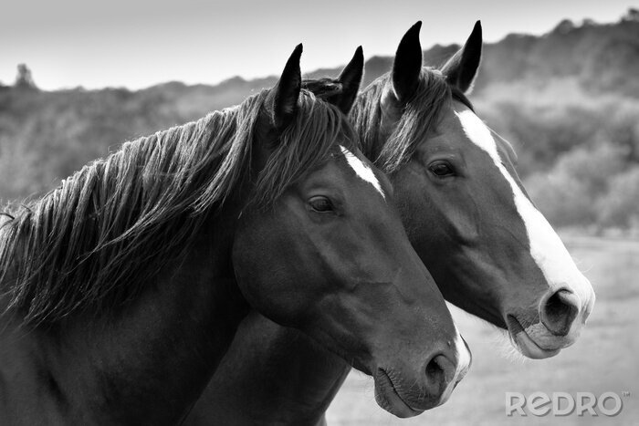 Papier peint  Deux chevaux aux tonalités de gris