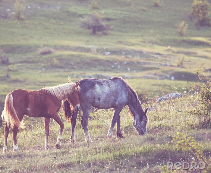 Papier peint  Deux chevaux dans la prairie