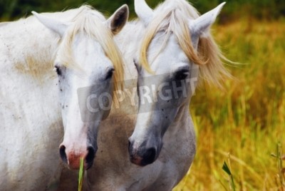 Papier peint  Deux chevaux dans les herbes