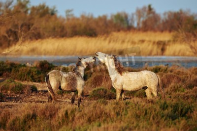 Papier peint  Deux chevaux dans les prés