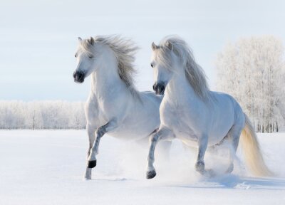 Papier peint  Deux chevaux galopant dans la neige