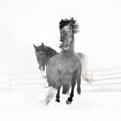 Deux chevaux gris paysage d'hiver