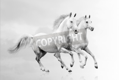 Papier peint  Deux chevaux sur fond blanc