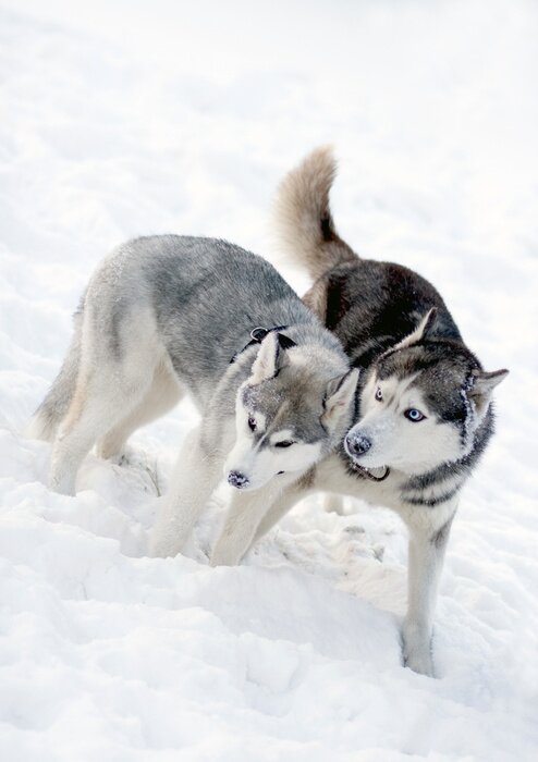 Papier peint  Deux chiens dans la neige