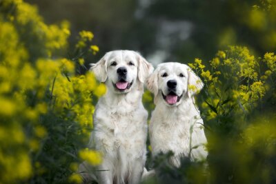 Deux chiens dans les plantes