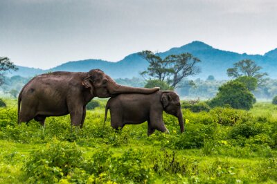 Papier peint  Deux éléphants à Sri Lanka