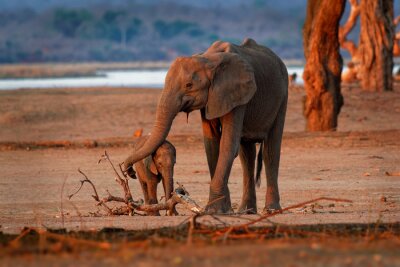 Papier peint  Deux éléphants au Zimbabwe