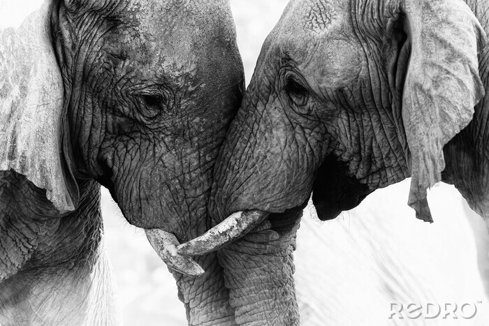 Papier peint  Deux éléphants aux tonalités de gris