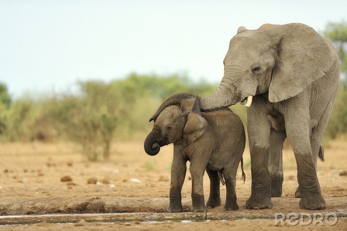 Papier peint  Deux éléphants sur un fond flou