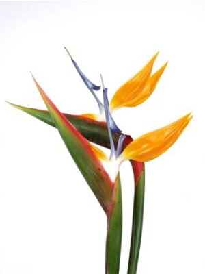 Papier peint  deux exotique et de fleurs tropicales, Strelitzia sur fond blanc