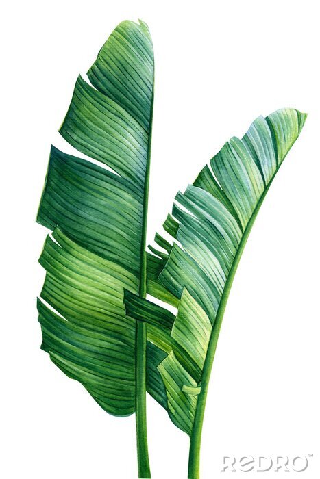 Papier peint  Deux feuilles de palmier vertes