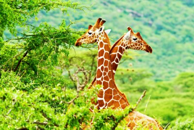 Papier peint  Deux girafes au-dessus des arbres