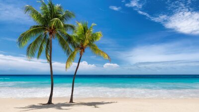 Deux palmiers sur une plage ensoleillée