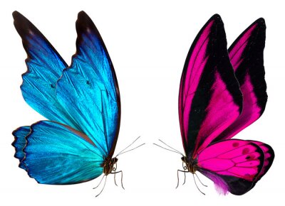 Papier peint  Deux papillons qui se regardent