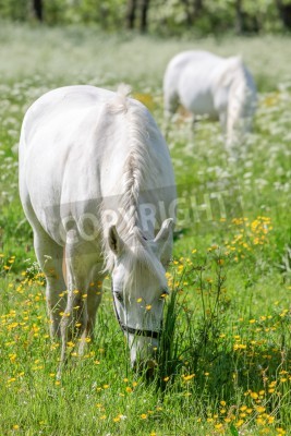 Papier peint  Deux petits chevaux en train de brouter