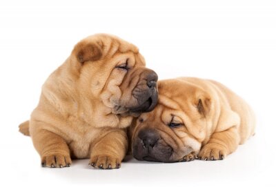 Papier peint  Deux petits chiens allongés