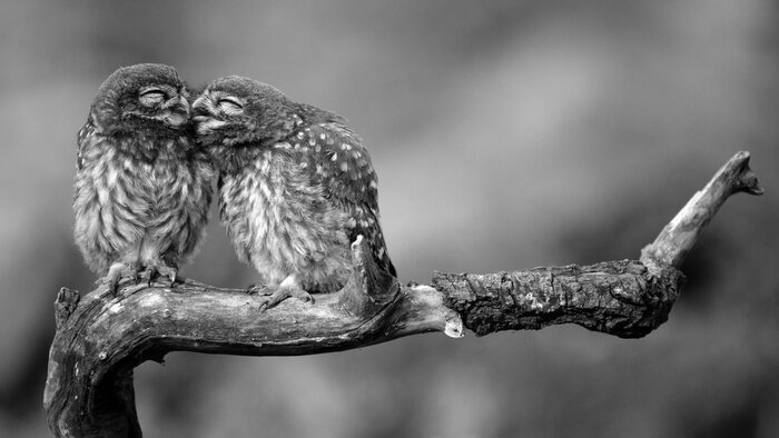 Papier peint  Deux petits hiboux assis sur un bâton pressés l'un contre l'autre sur un beau fond.
