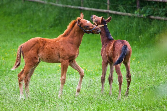 Papier peint  Deux poulains dans le jardin