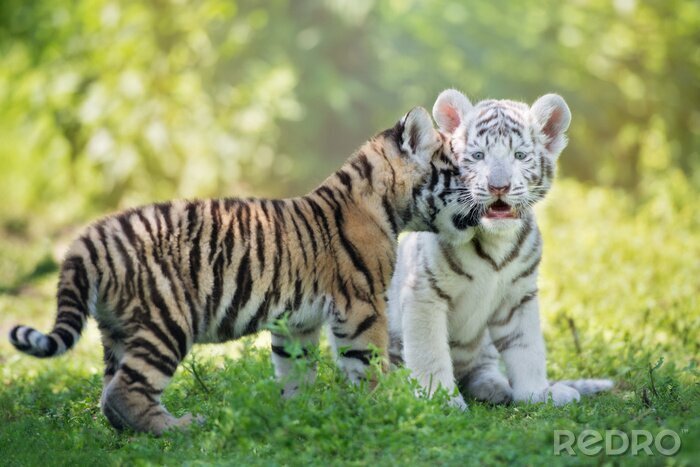 Papier peint  Deux ravissants bébés tigres