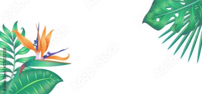 Papier peint  Different tropical leaves and strelitzia flower isolated on white.