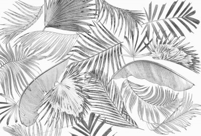 Papier peint  Différents types de palmiers