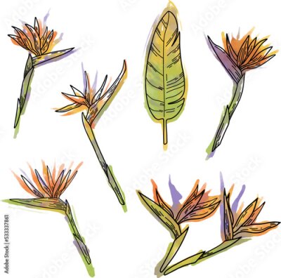 Papier peint  Digital clip art with tropical flowers. Set of vector images with flowers and leaves of strelitzia. Vector illustration with outlines for decoration, design, stickers, etc.