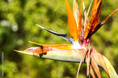 Papier peint  Diseased Strelitzia Flower With A Butterfly
