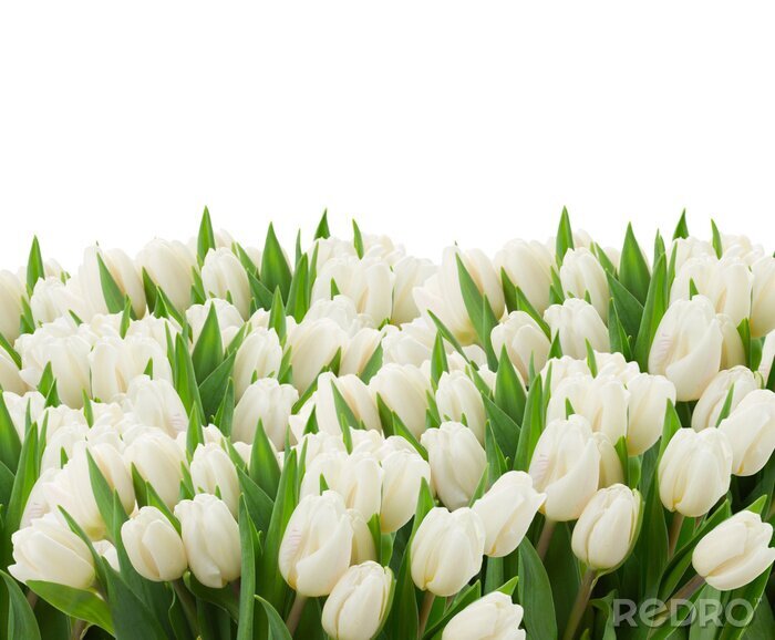 Papier peint  Dizaines de tulipes blanches