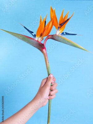 Papier peint  Double headed bird of paradise flower or strelitzia isolated on blue background, held by a hand