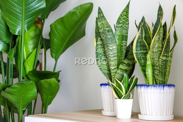 Papier peint  Dracaena trifasciata snake plants (Sansevieria trifasciata) in white pots on wooden cabinet besides Strelitzia nicolai Giant White Bird of Paradise Plant