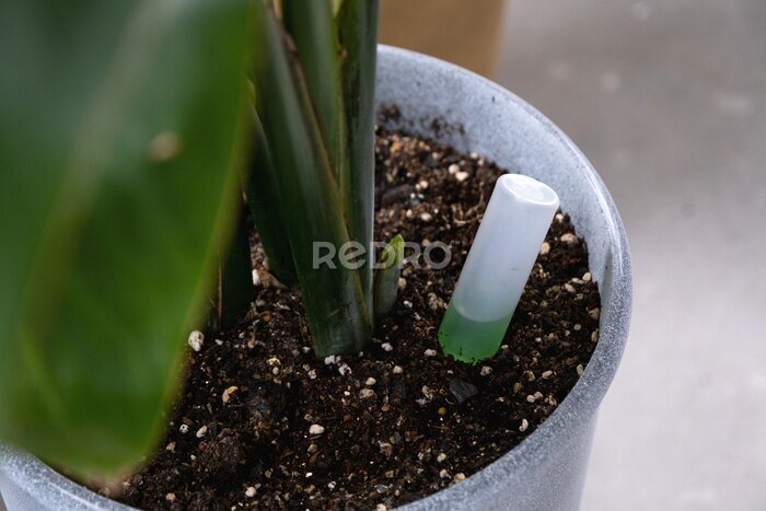 Papier peint  Drip fertilizer for potted plants, growth acceleration, home plant care. A bottle of liquid is inserted into the soil in a pot