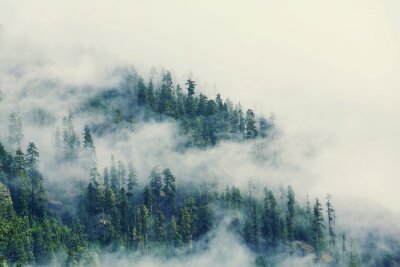 Du brouillard parmi les arbres verts