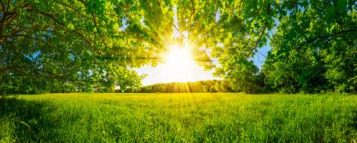 Papier peint  Du soleil et une prairie